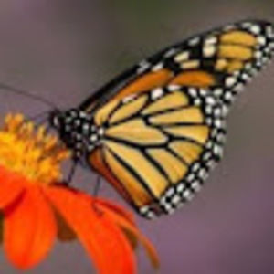 Meet your Posher, Scola